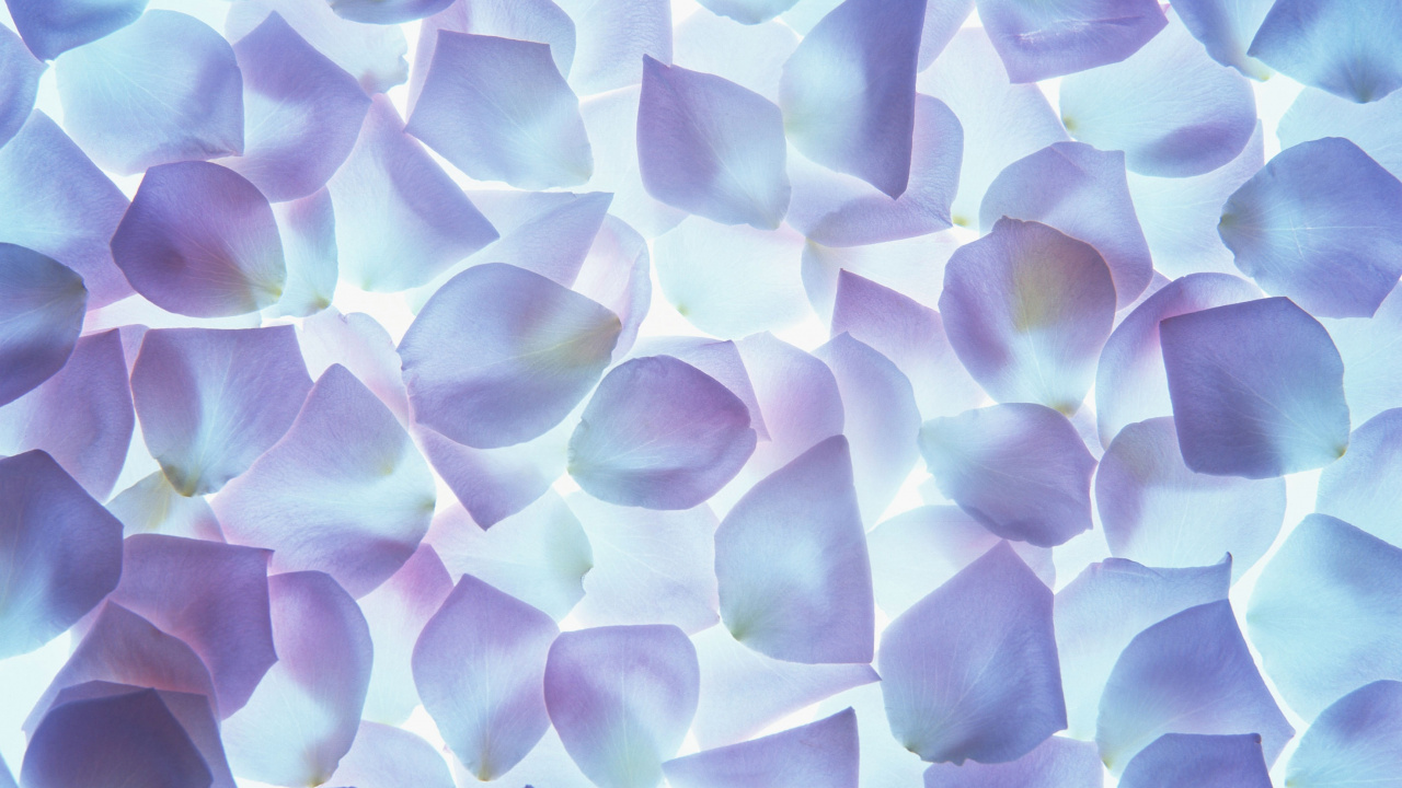 Обои цветок, лепесток, пурпур, синий, сирень в разрешении 1280x720