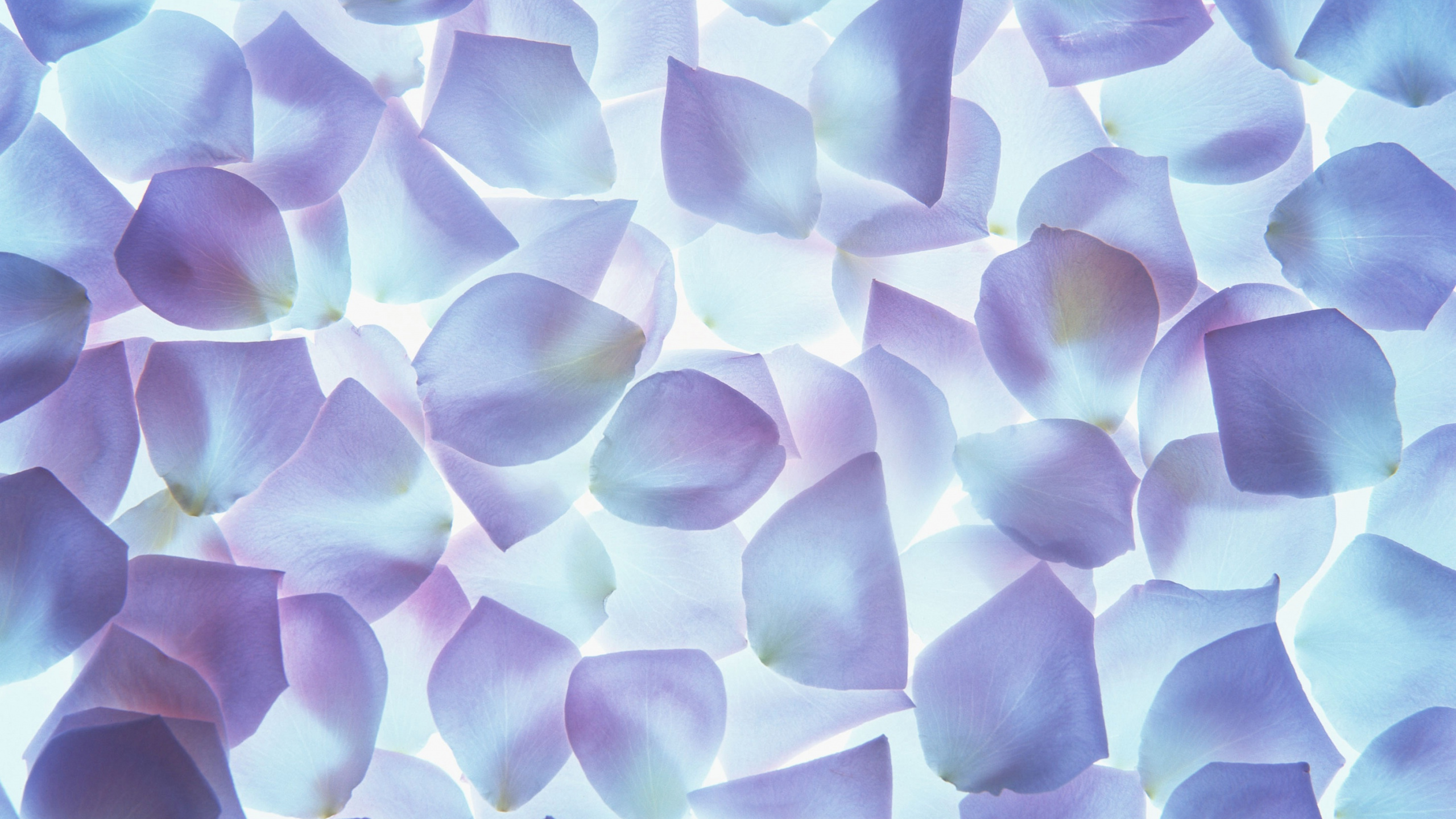 Обои цветок, лепесток, пурпур, синий, сирень в разрешении 2560x1440