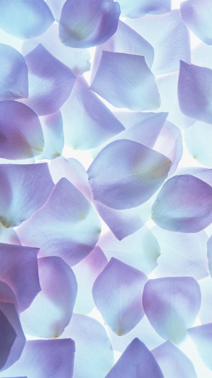 Обои цветок, лепесток, пурпур, синий, сирень в разрешении 720x1280