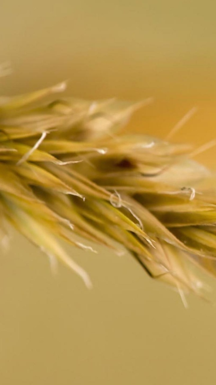 Обои насекомое, бабочка, беспозвоночных, lycaenid, мотыльки и бабочки в разрешении 720x1280