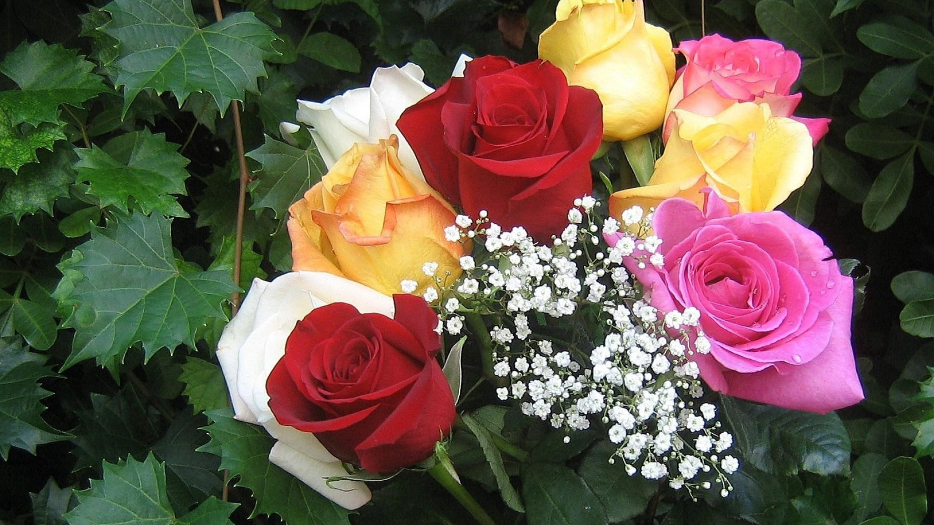 Обои сад роз, Роза, цветковое растение, семья Роуз, прут в разрешении 1920x1080