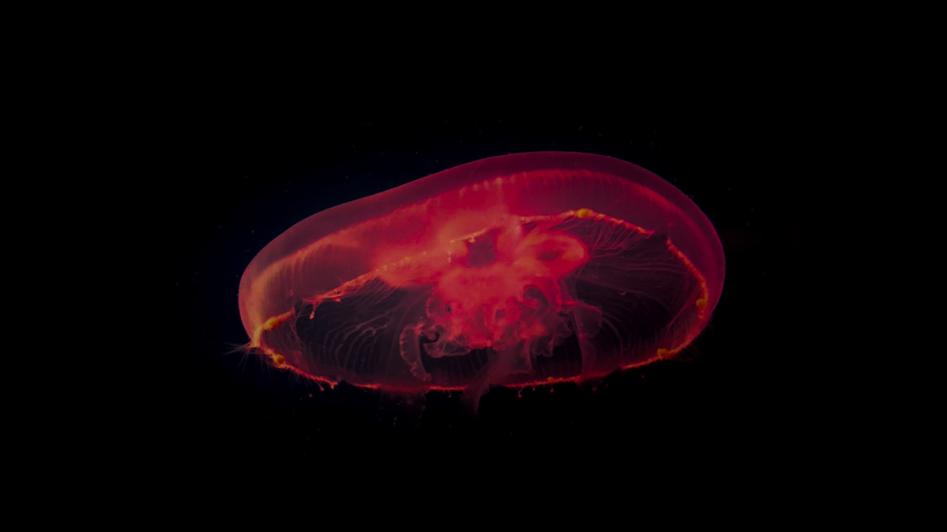 Обои Медуза, красный цвет, темнота, свет, cnidaria в разрешении 1366x768