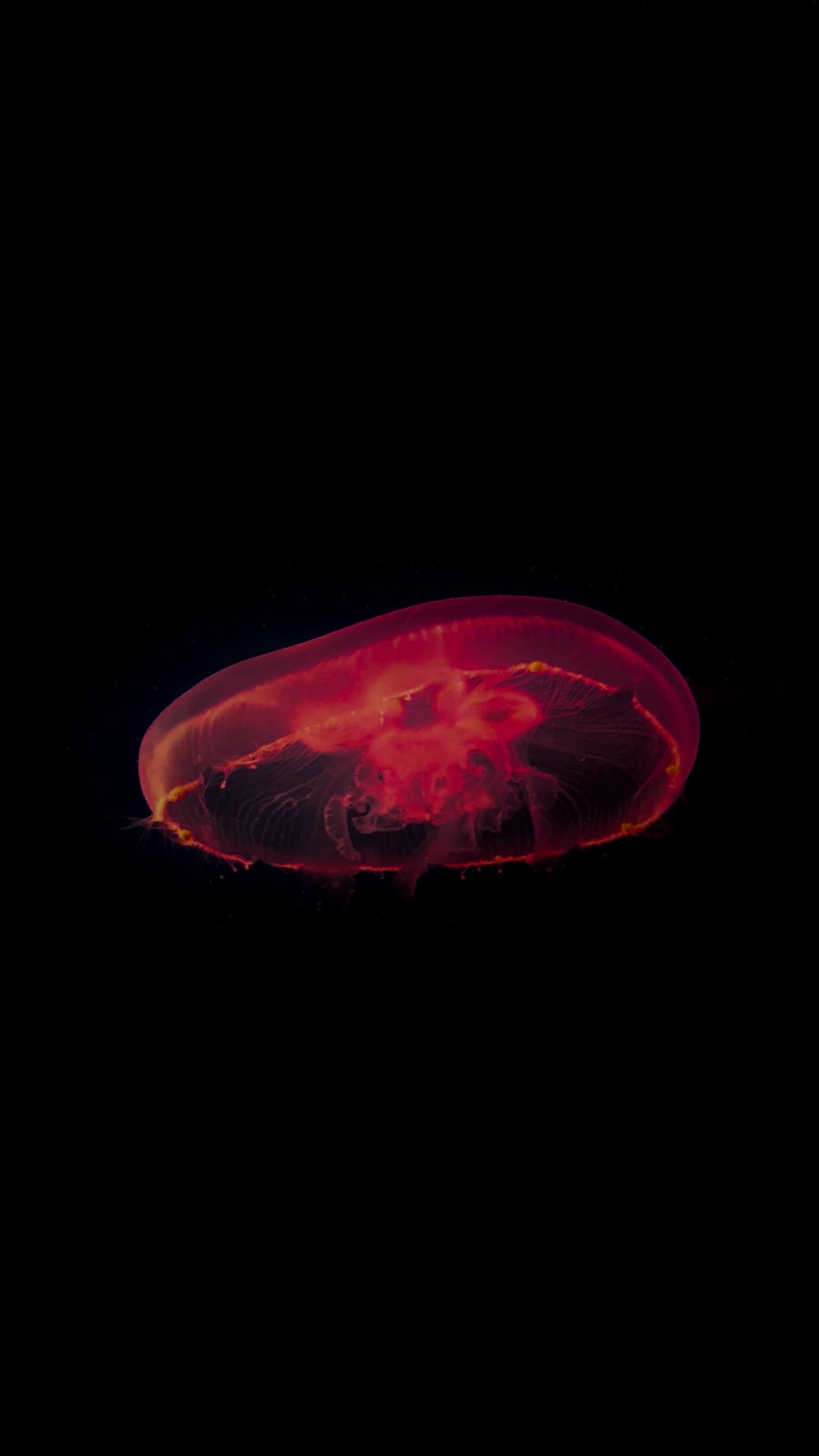Обои Медуза, красный цвет, темнота, свет, cnidaria в разрешении 1440x2560