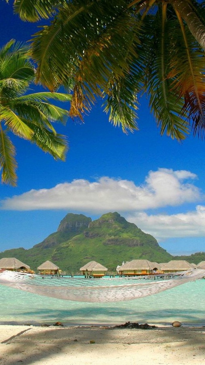 Обои пляж, отпуск, тропическая зона, дерево, Пальма в разрешении 720x1280