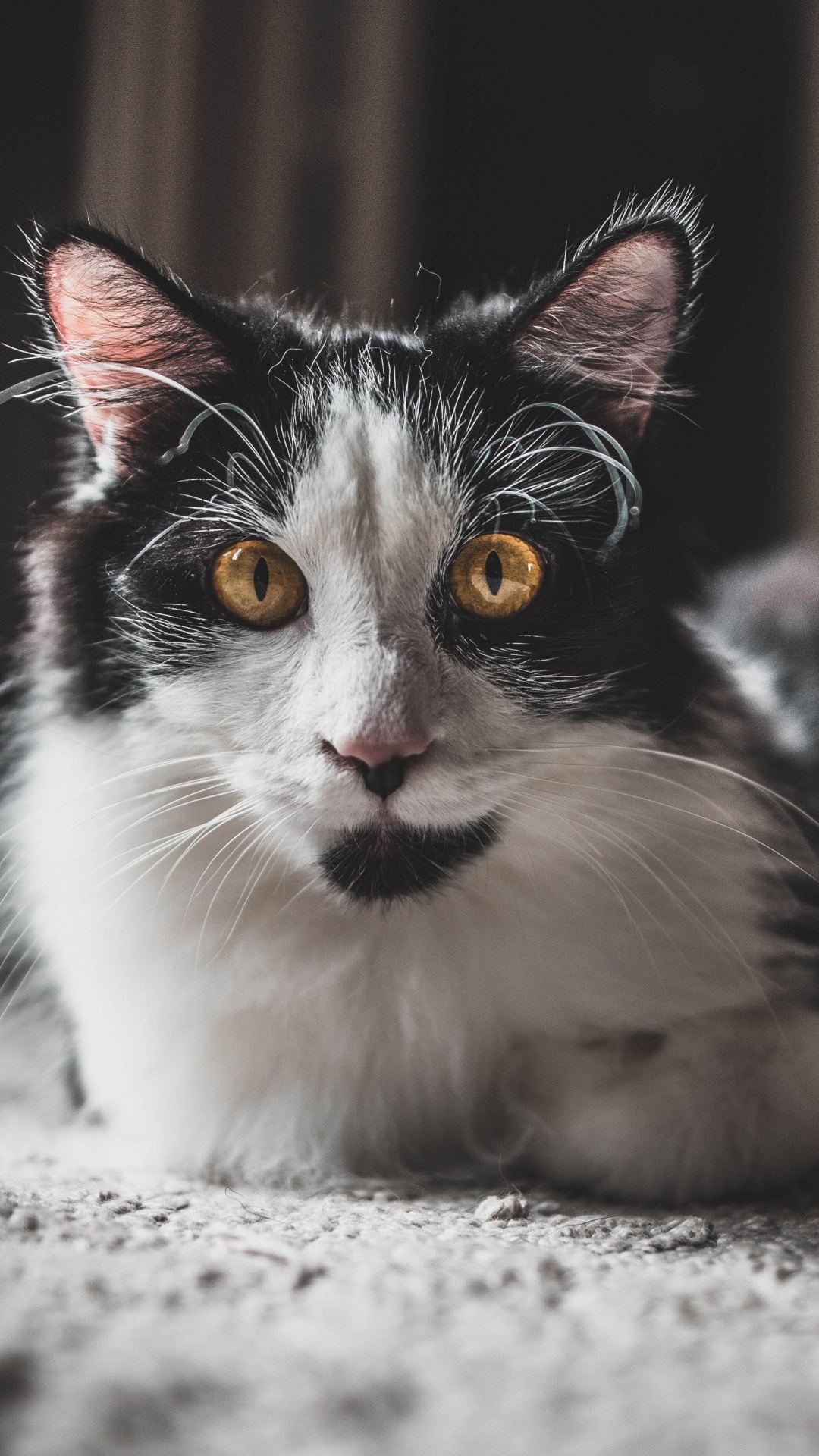 Обои черный и белый, хищник, морда, норвежский лесной кот, мэнкс в разрешении 1080x1920