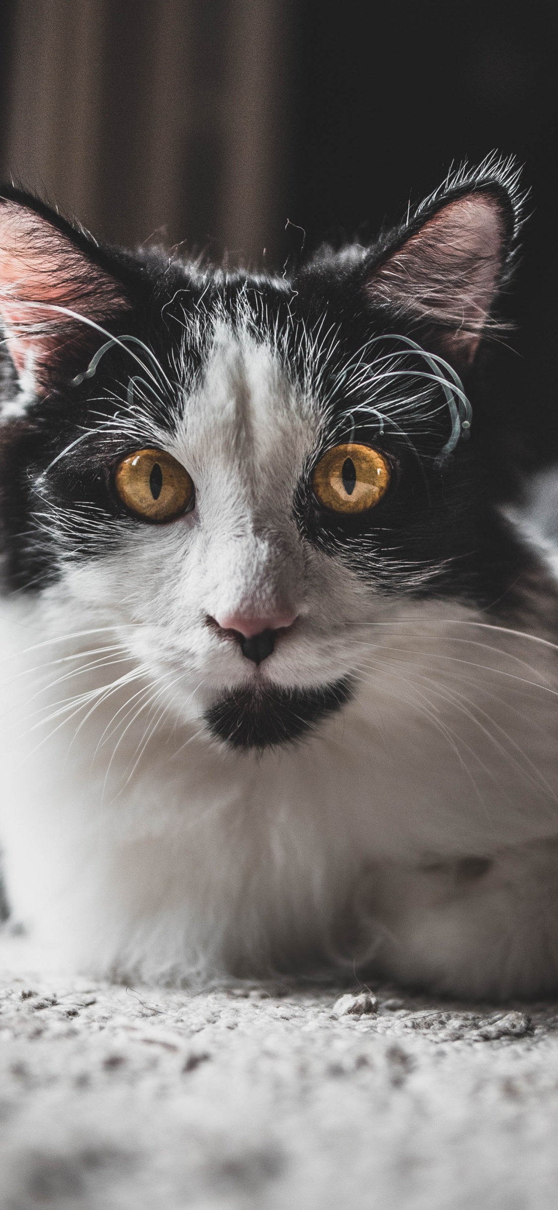 Обои черный и белый, хищник, морда, норвежский лесной кот, мэнкс в разрешении 1125x2436