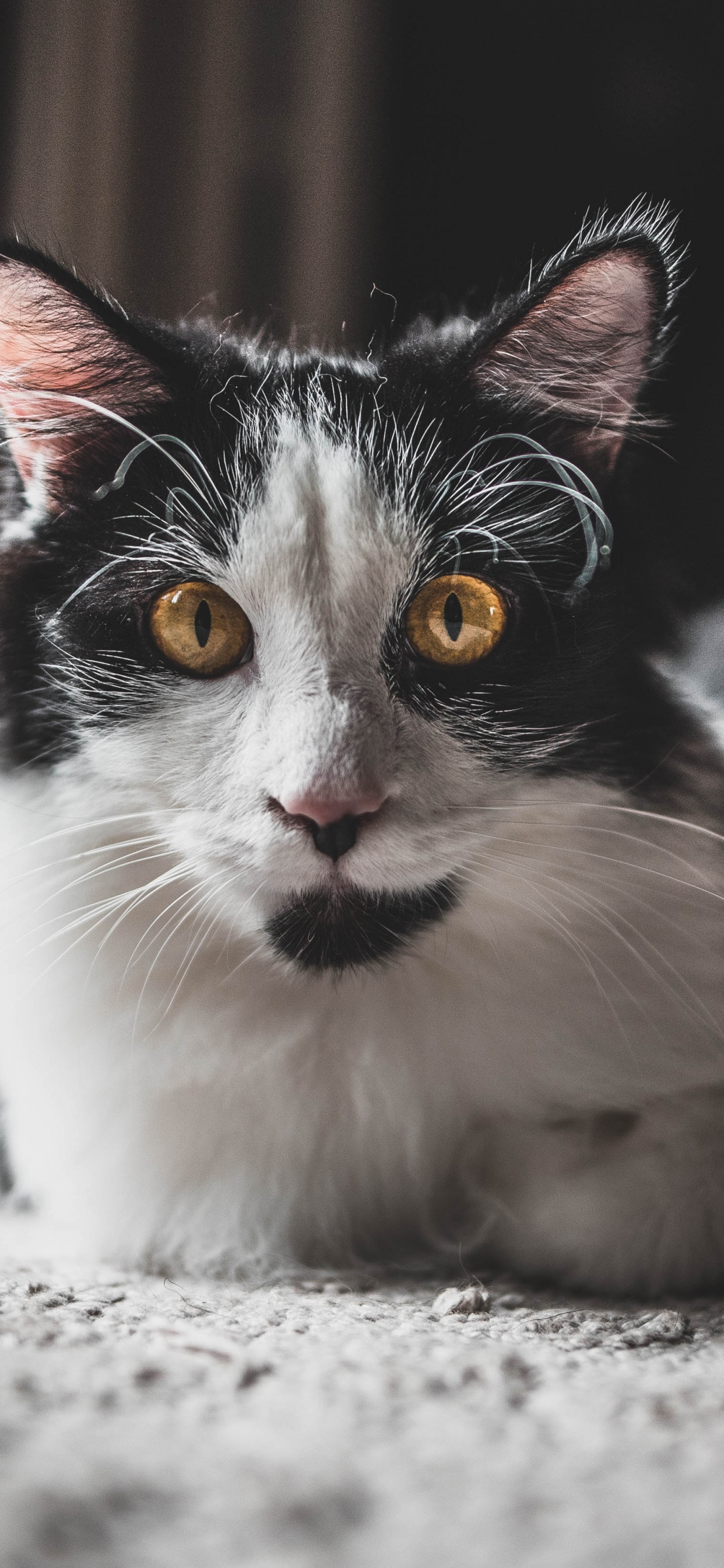 Обои черный и белый, хищник, морда, норвежский лесной кот, мэнкс в разрешении 1242x2688