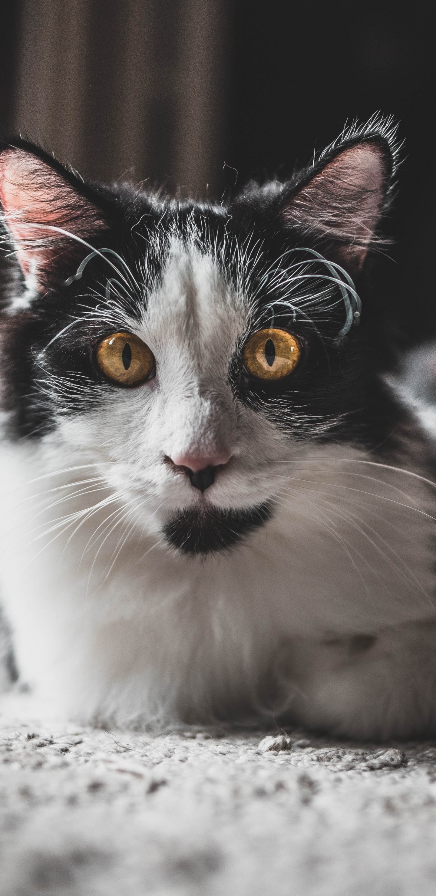 Обои черный и белый, хищник, морда, норвежский лесной кот, мэнкс в разрешении 1440x2960