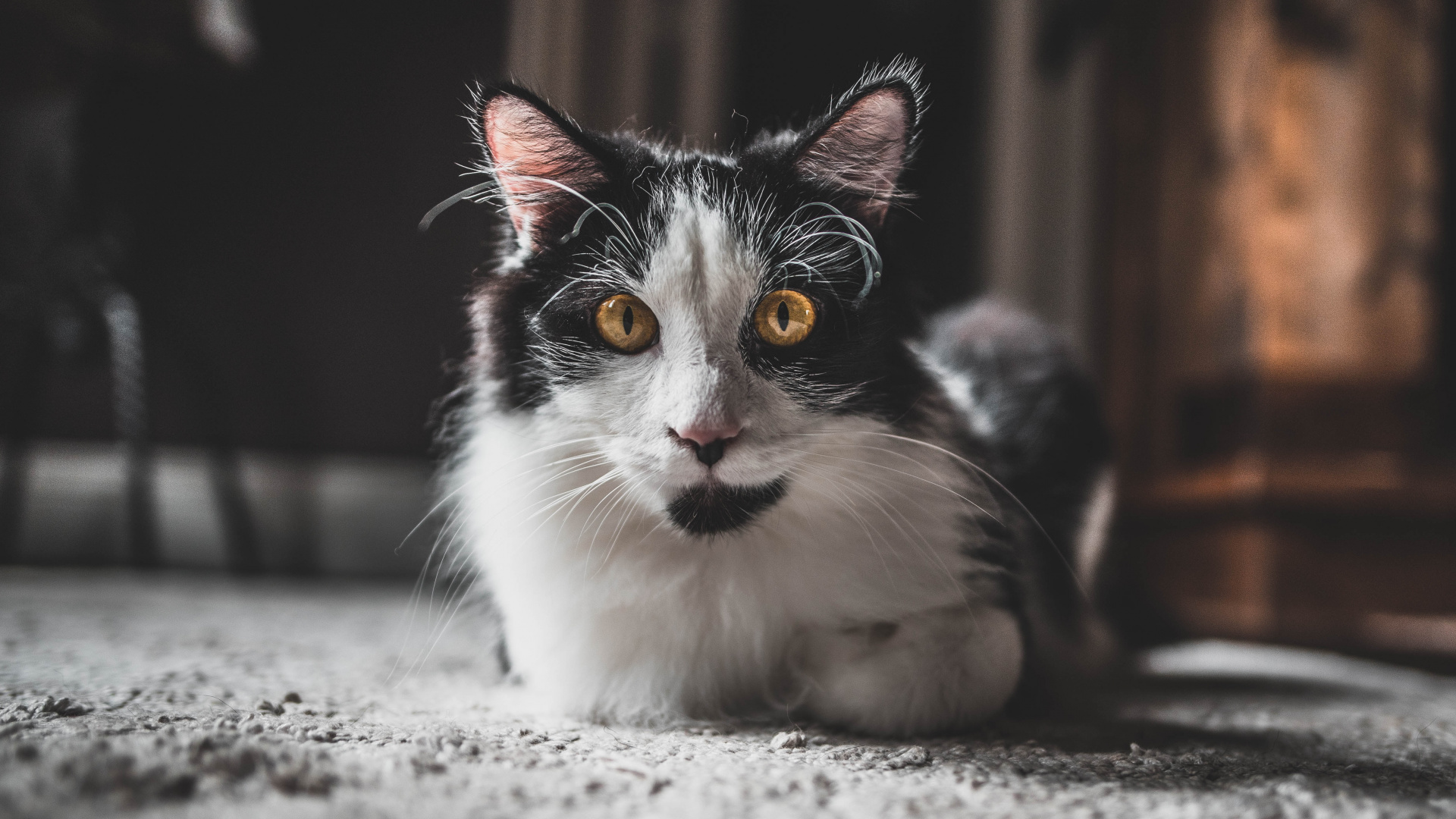 Обои черный и белый, хищник, морда, норвежский лесной кот, мэнкс в разрешении 1920x1080