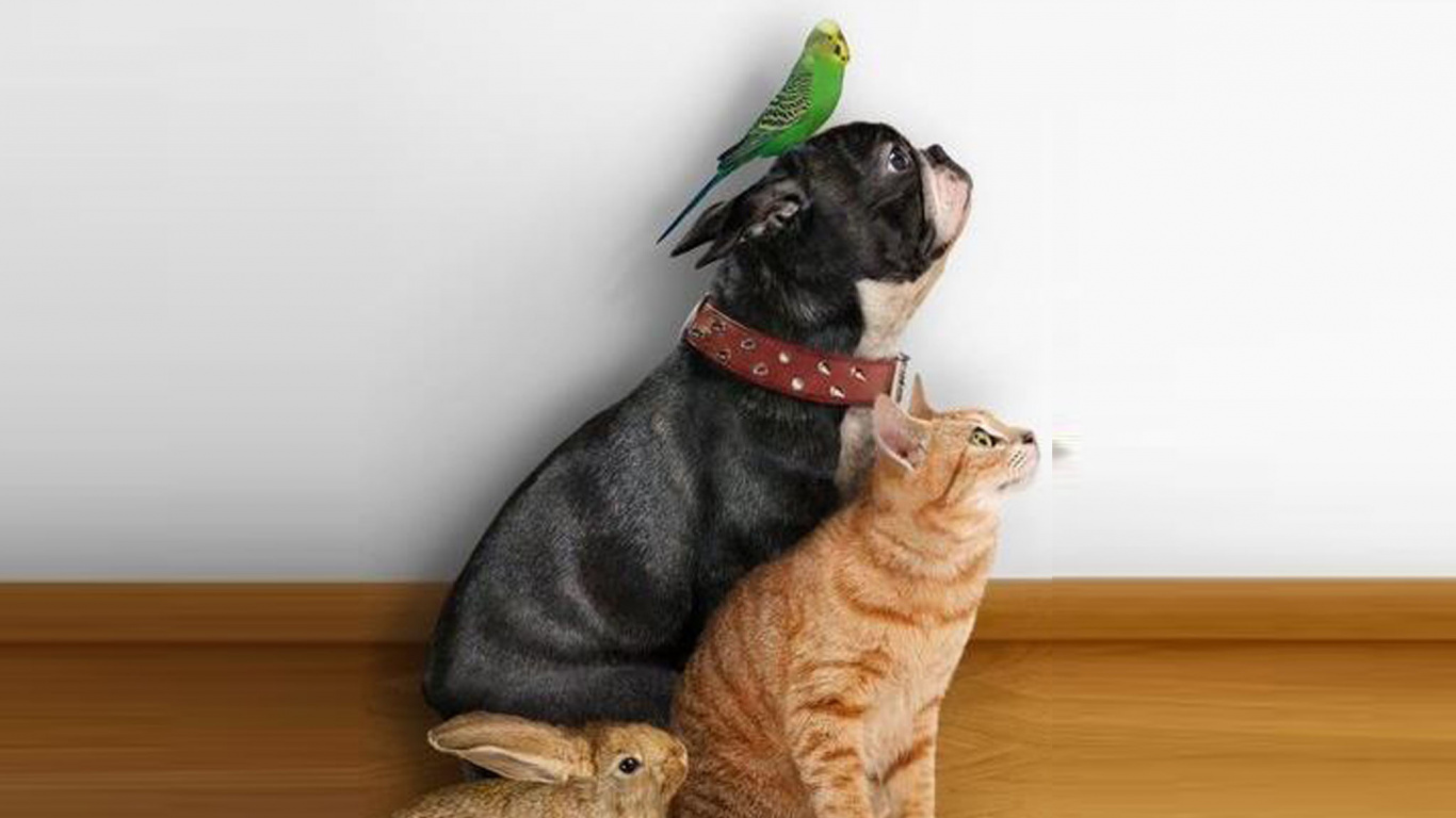 Обои кот, пес, собака породы, бакенбарды, аболиционизм в разрешении 1366x768