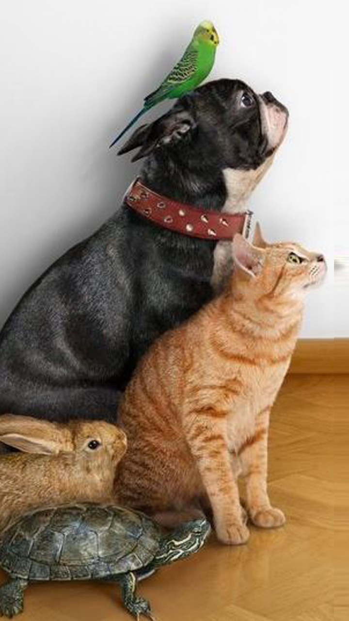 Обои кот, пес, собака породы, бакенбарды, аболиционизм в разрешении 720x1280