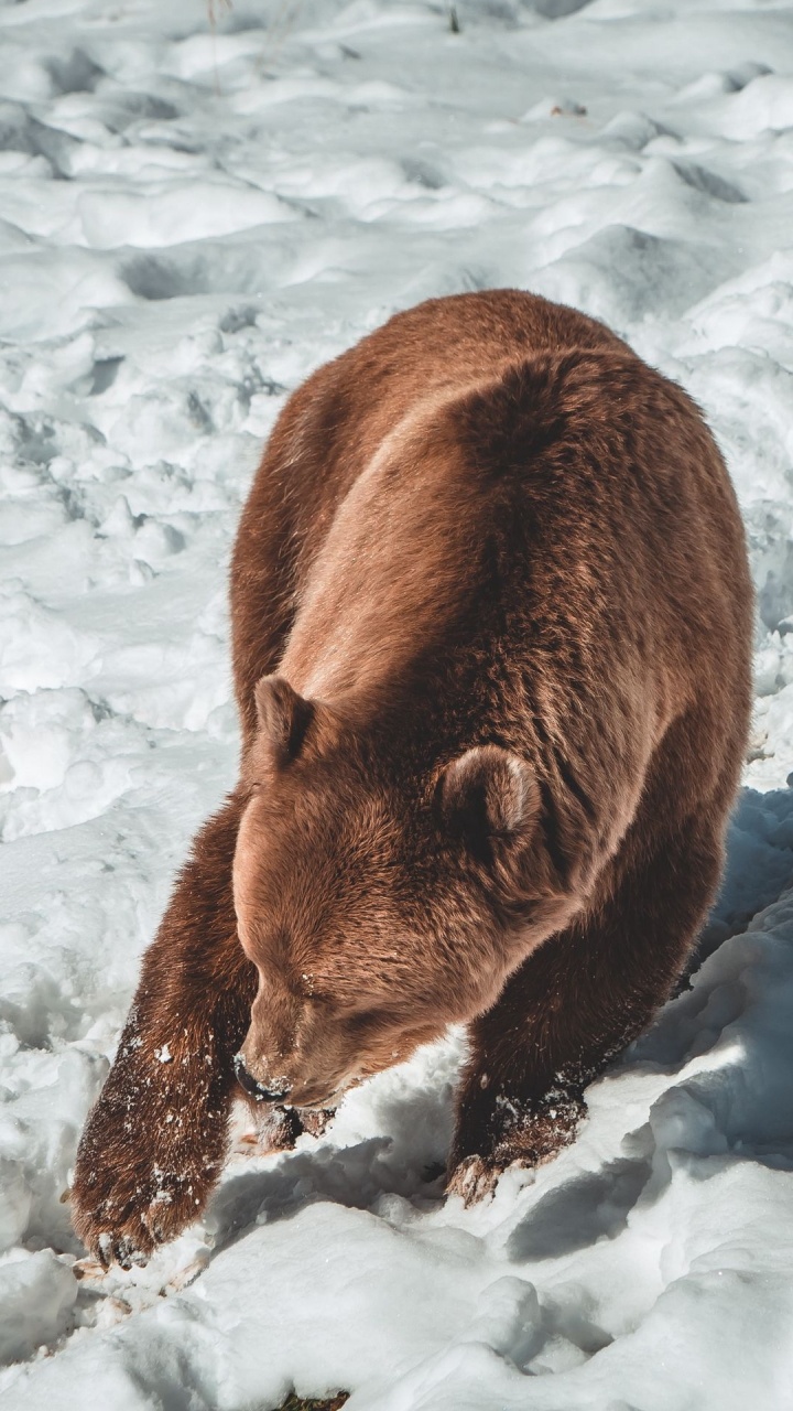 Обои бурый медведь, Гризли, американский черный медведь, гигантская панда, снег в разрешении 720x1280