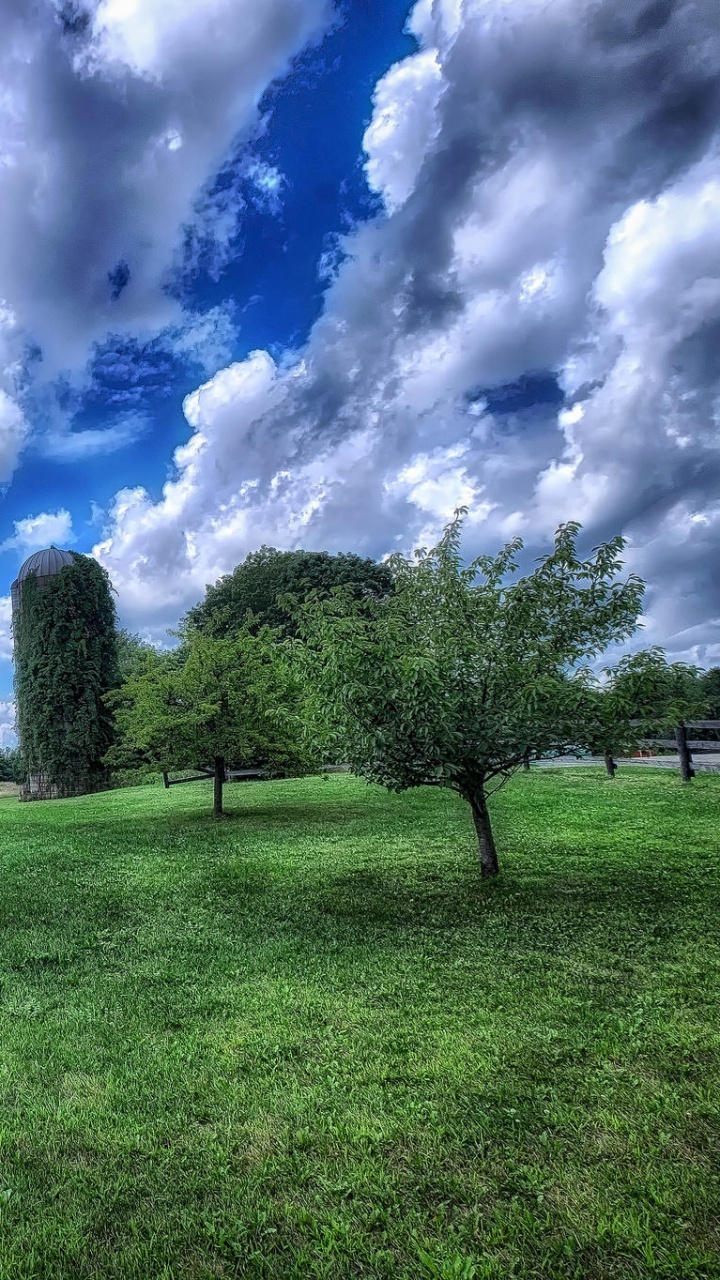 Обои облако, природа, дерево, сенокосное угодье, свойство в разрешении 720x1280