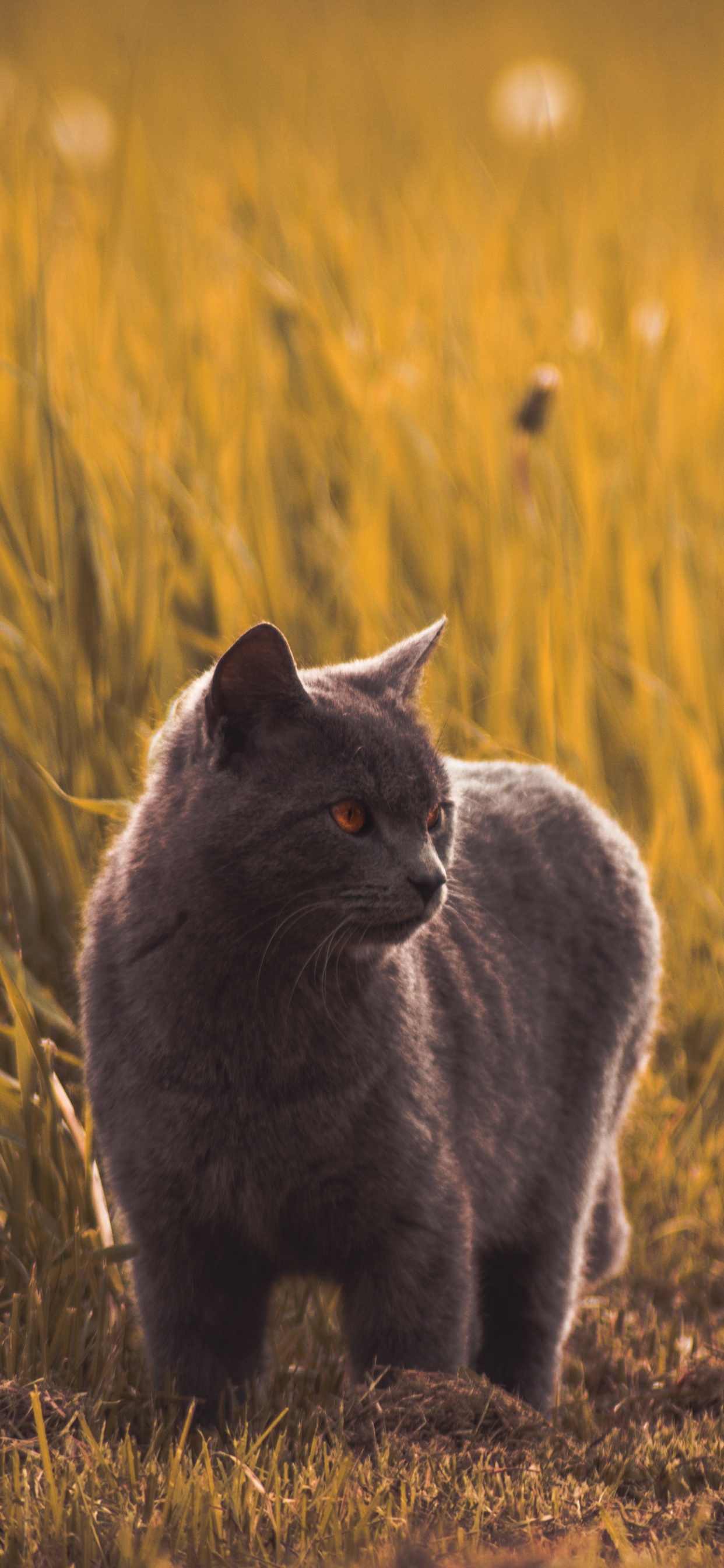 Обои кот, русская голубая, пес, черная кошка, живая природа в разрешении 1242x2688