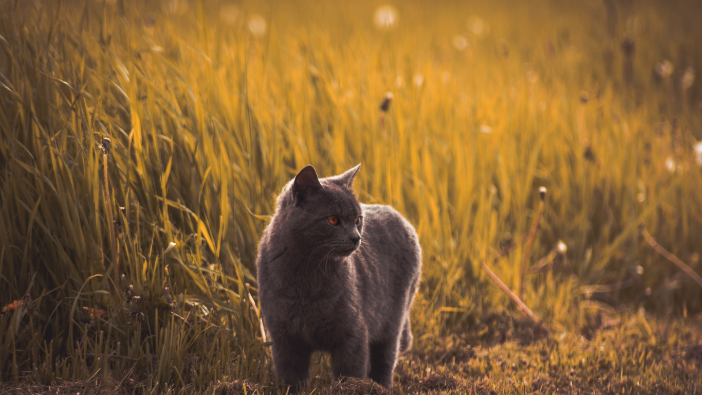 Обои кот, русская голубая, пес, черная кошка, живая природа в разрешении 1366x768