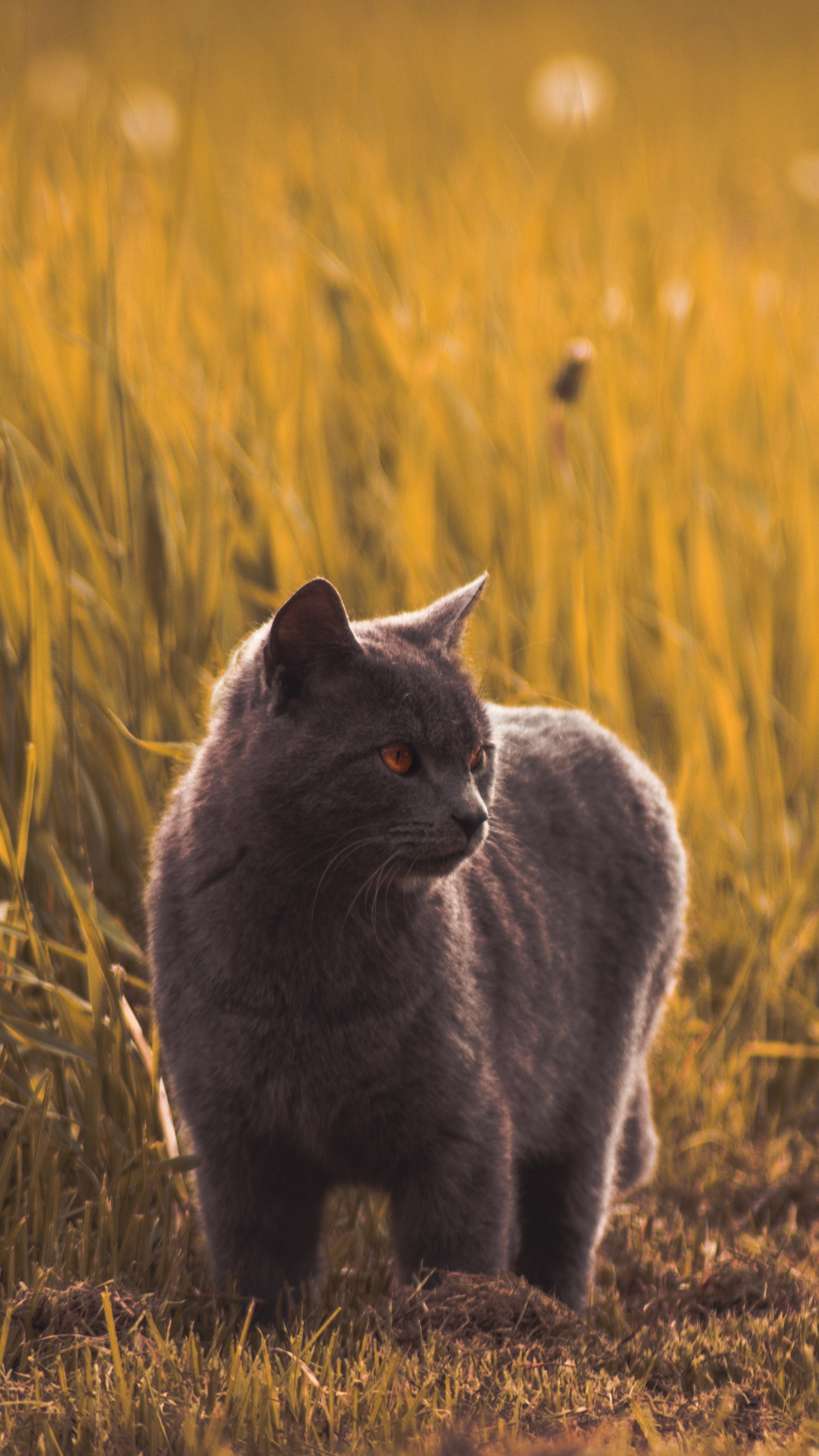 Обои кот, русская голубая, пес, черная кошка, живая природа в разрешении 1440x2560