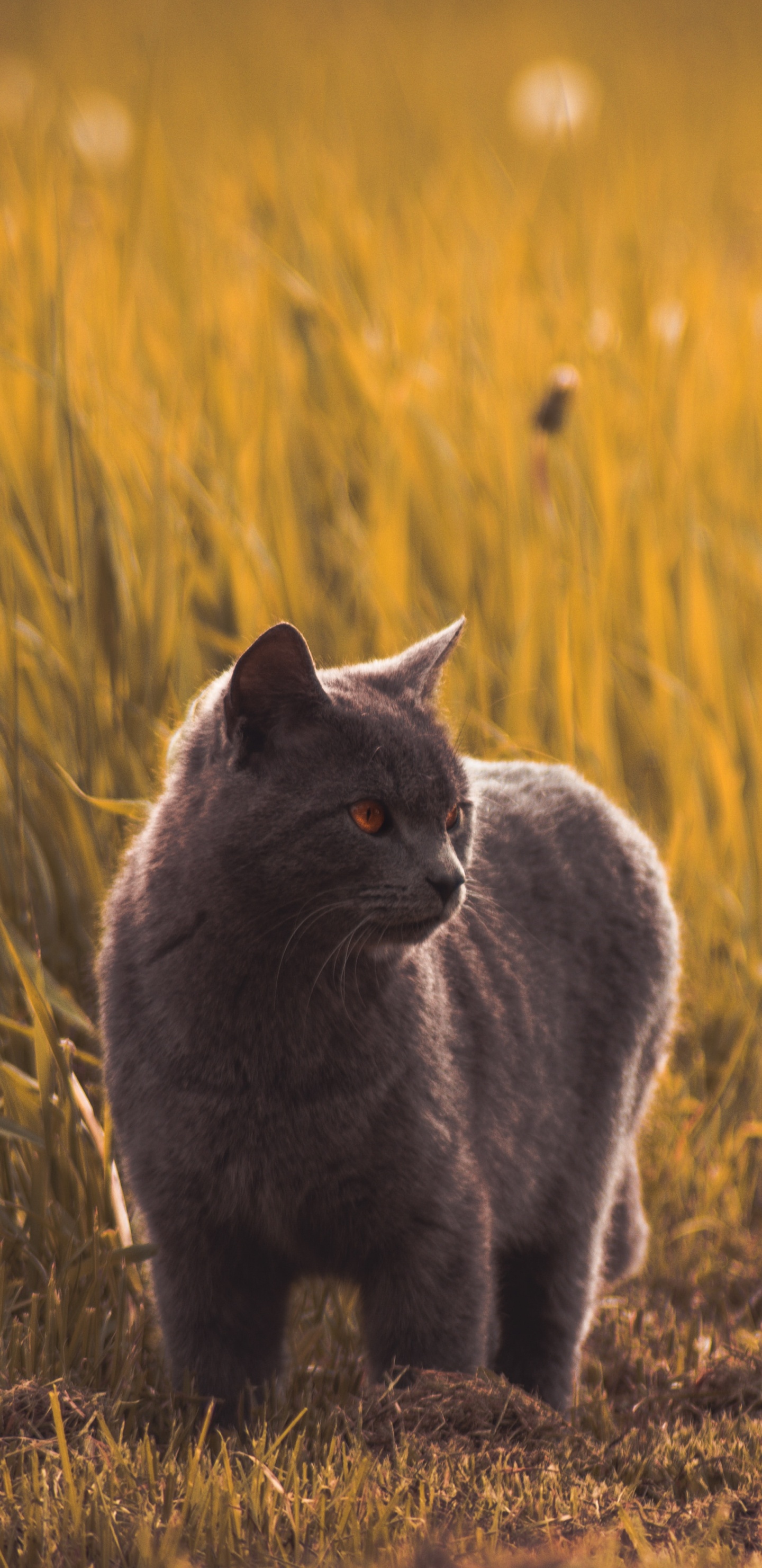 Обои кот, русская голубая, пес, черная кошка, живая природа в разрешении 1440x2960