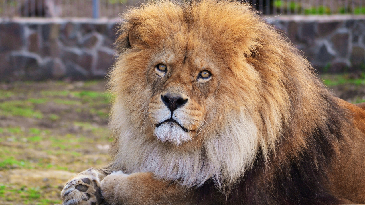 Обои Лев, живая природа, масаи Лев, наземные животные, грива в разрешении 1280x720