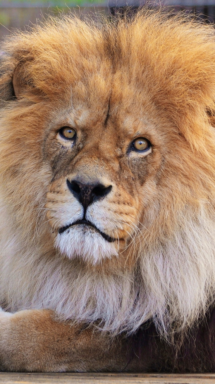 Обои Лев, живая природа, масаи Лев, наземные животные, грива в разрешении 750x1334