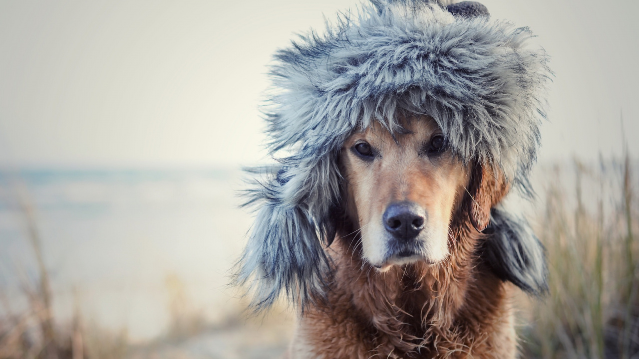 Обои золотистый ретривер, охотничья собака, пес, собака породы, мех в разрешении 1280x720