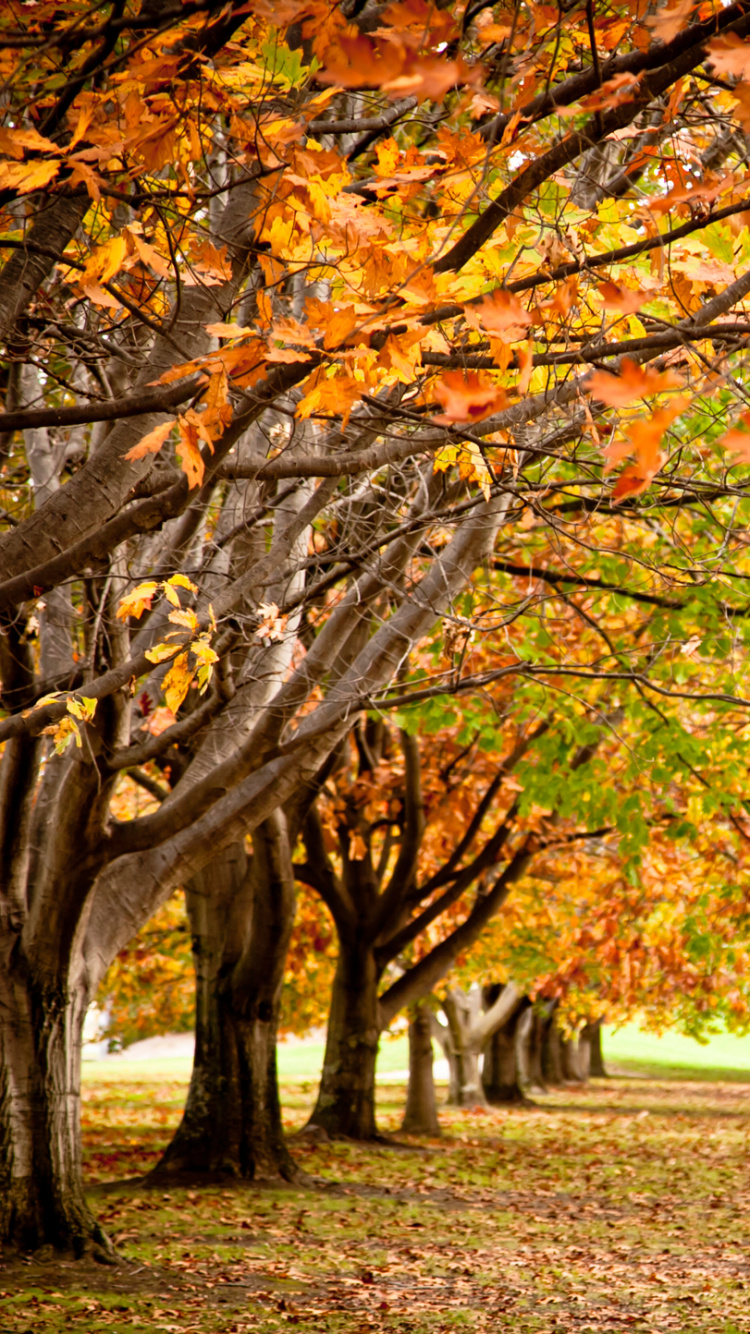 Обои осень, дерево, лист, природа, ветвь в разрешении 750x1334