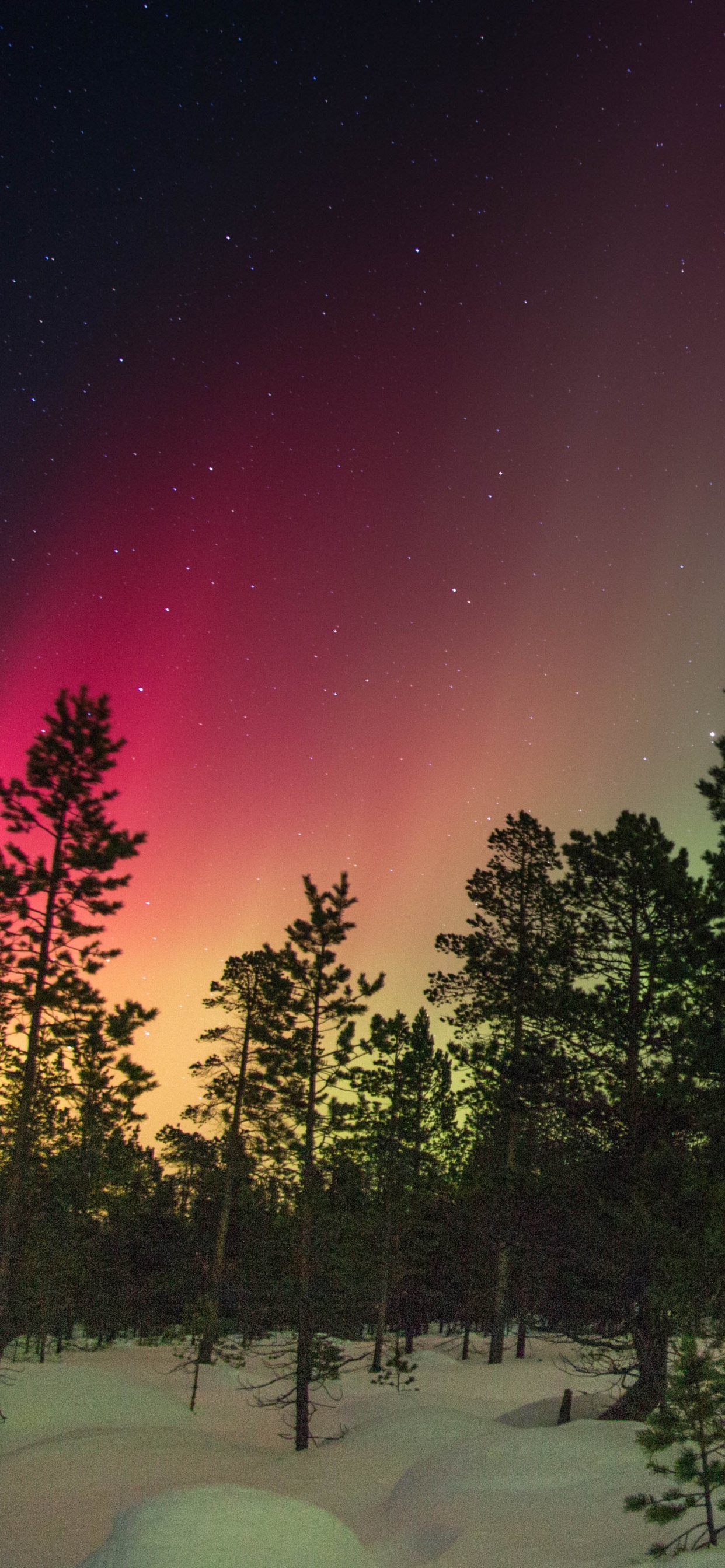 Обои Аврора, природа, дерево, ночь, атмосфера в разрешении 1242x2688