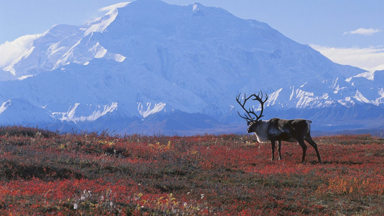 Обои Арктика, тундра, биом, Тайга, экосистема в разрешении 1280x720