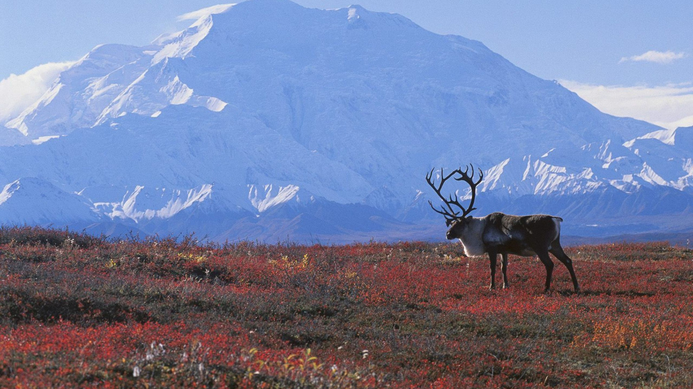 Обои Арктика, тундра, биом, Тайга, экосистема в разрешении 1366x768