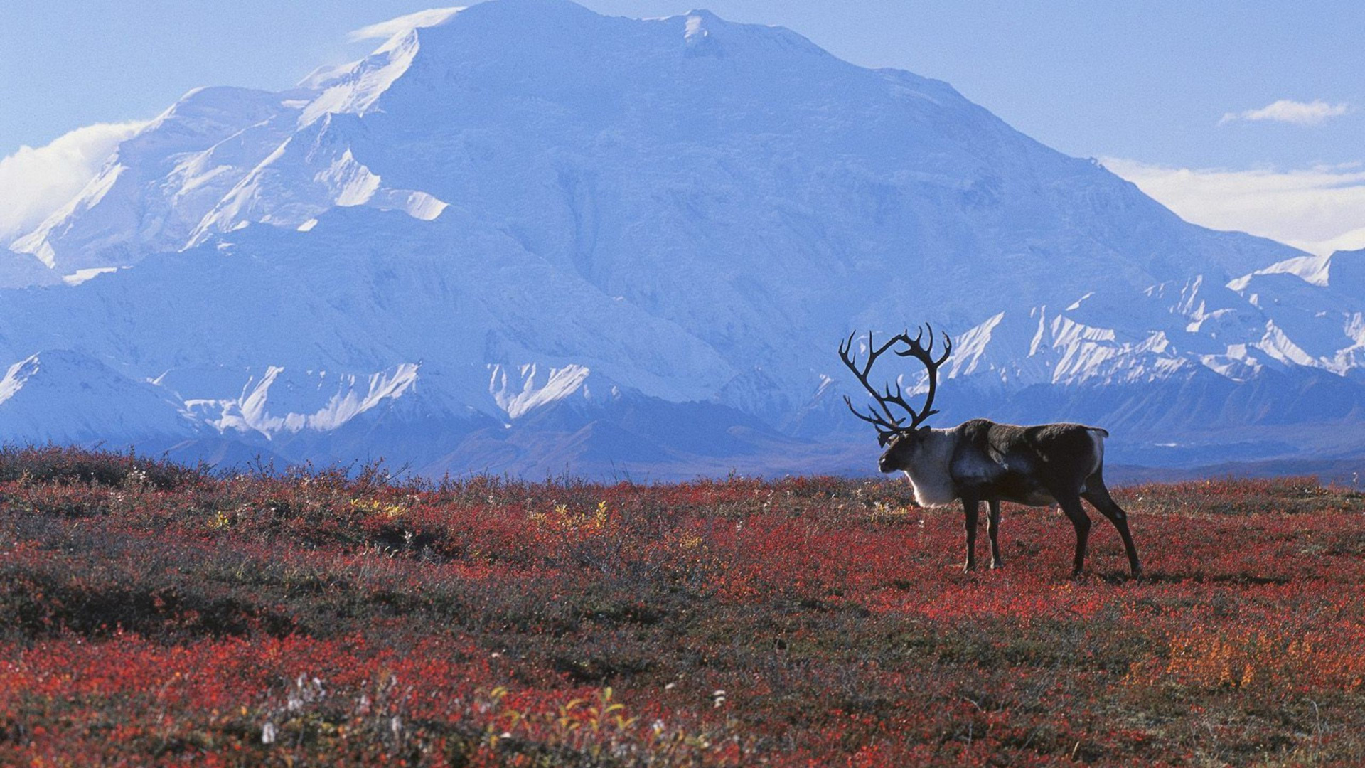 Обои Арктика, тундра, биом, Тайга, экосистема в разрешении 1920x1080