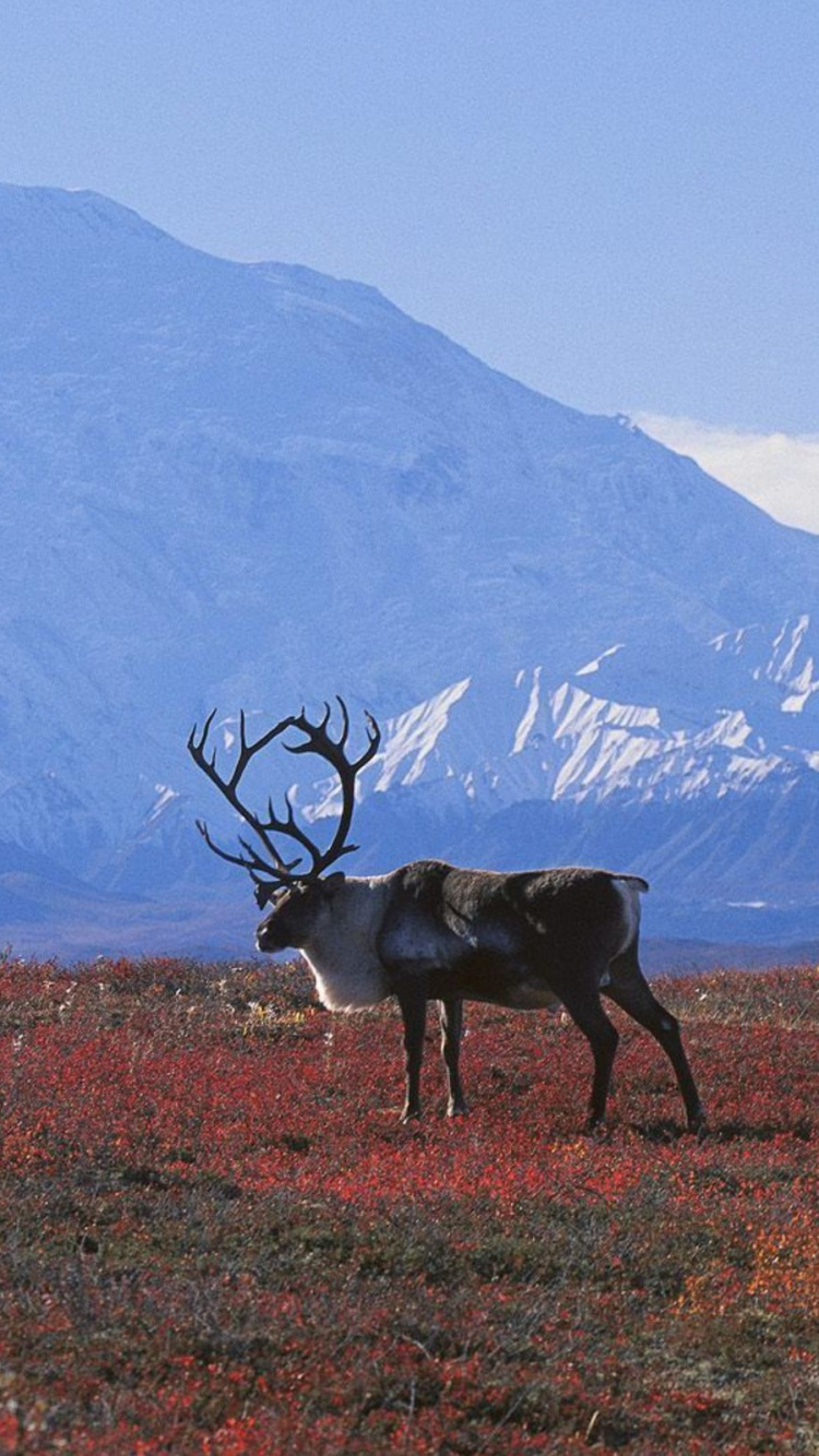 Обои Арктика, тундра, биом, Тайга, экосистема в разрешении 750x1334