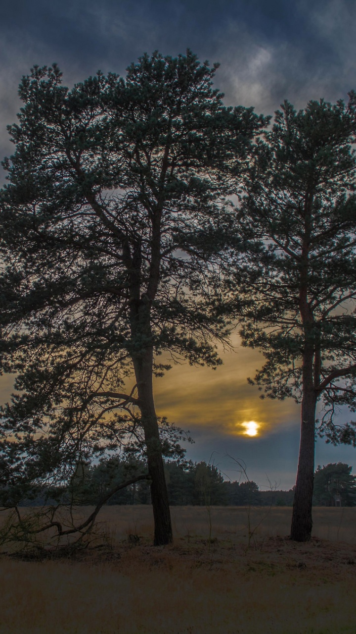 Обои дерево, природа, облако, утро, атмосфера в разрешении 720x1280