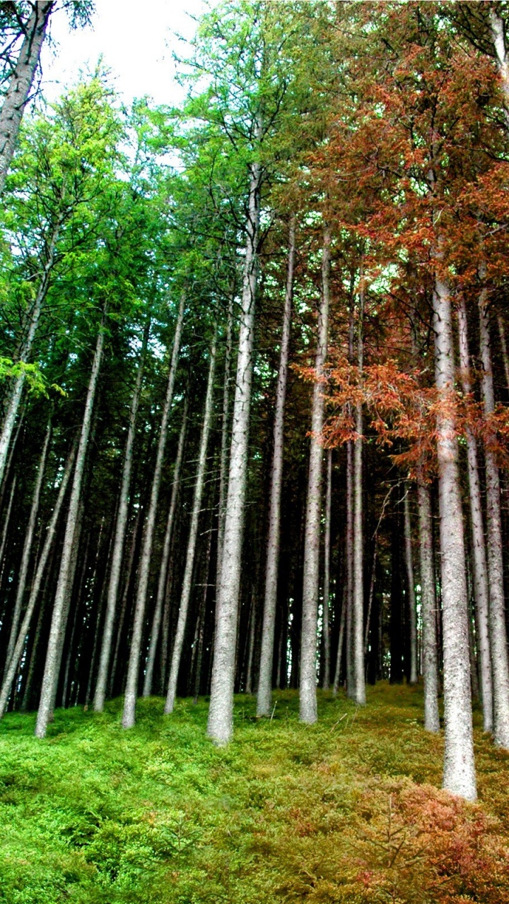 Обои дерево, лес, роща, лесистая местность, хвойными лесами в разрешении 720x1280