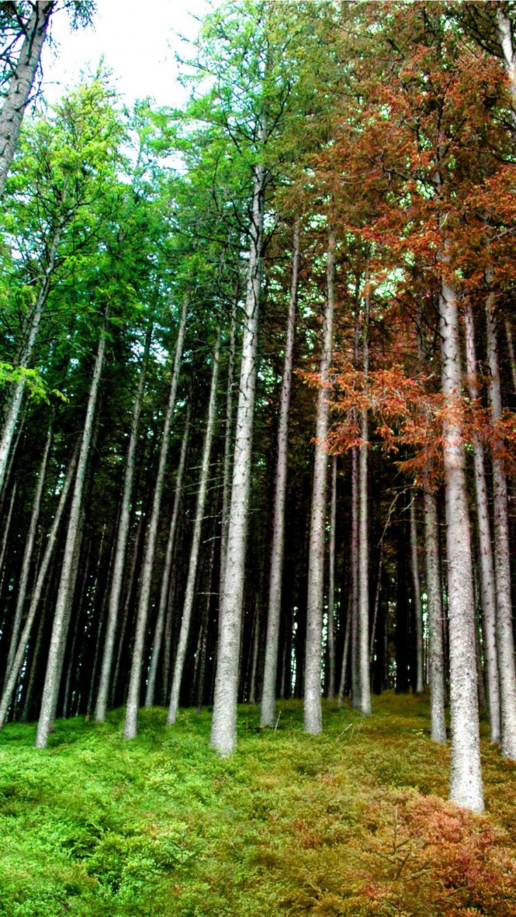 Обои дерево, лес, роща, лесистая местность, хвойными лесами в разрешении 750x1334