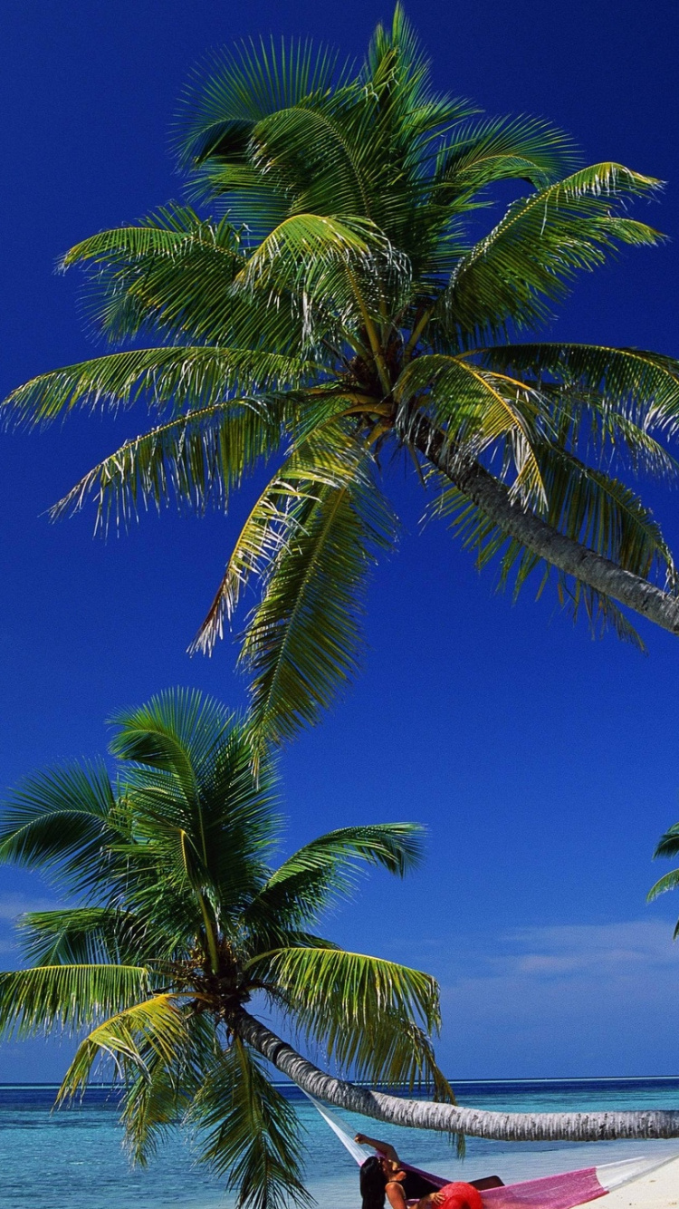 Обои море, пляж, пальмовые рощи, тропическая зона, дерево в разрешении 750x1334