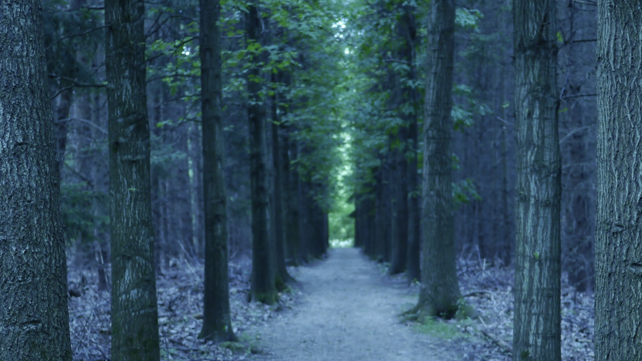 Обои дерево, лес, природа, лесистая местность, ель еловый лес в разрешении 1280x720