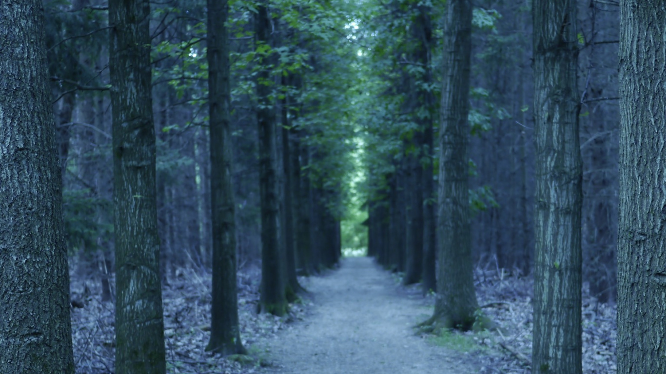 Обои дерево, лес, природа, лесистая местность, ель еловый лес в разрешении 1366x768