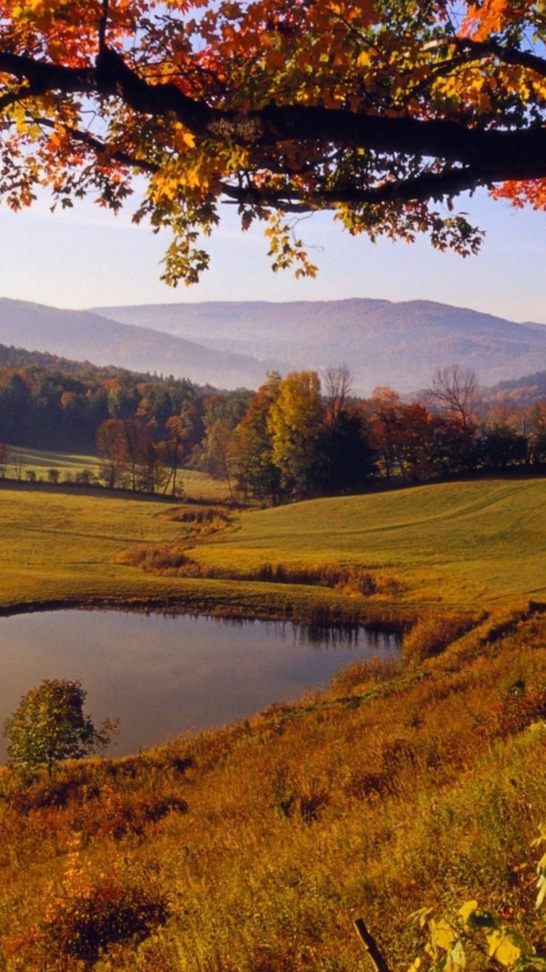 Обои пейзаж, осень, природный ландшафт, природа, дерево в разрешении 1080x1920