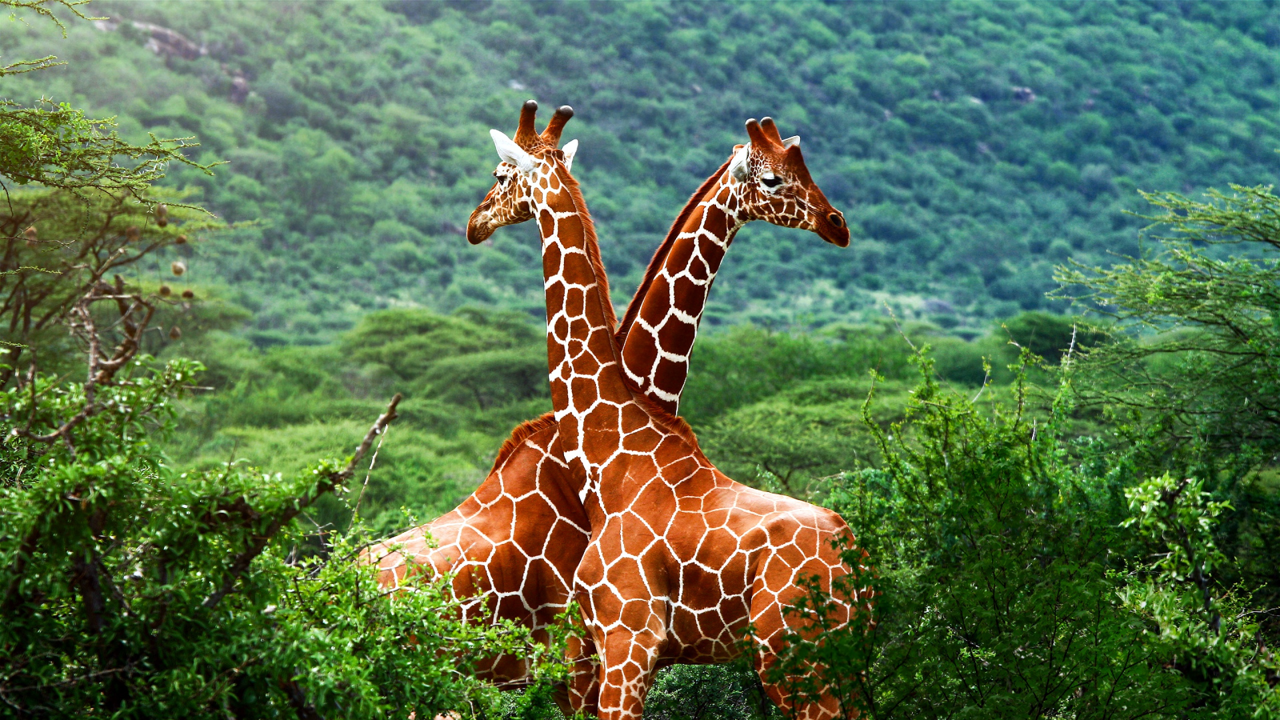 Обои Жираф, наземные животные, жирафовые, живая природа, природный заповедник в разрешении 2560x1440