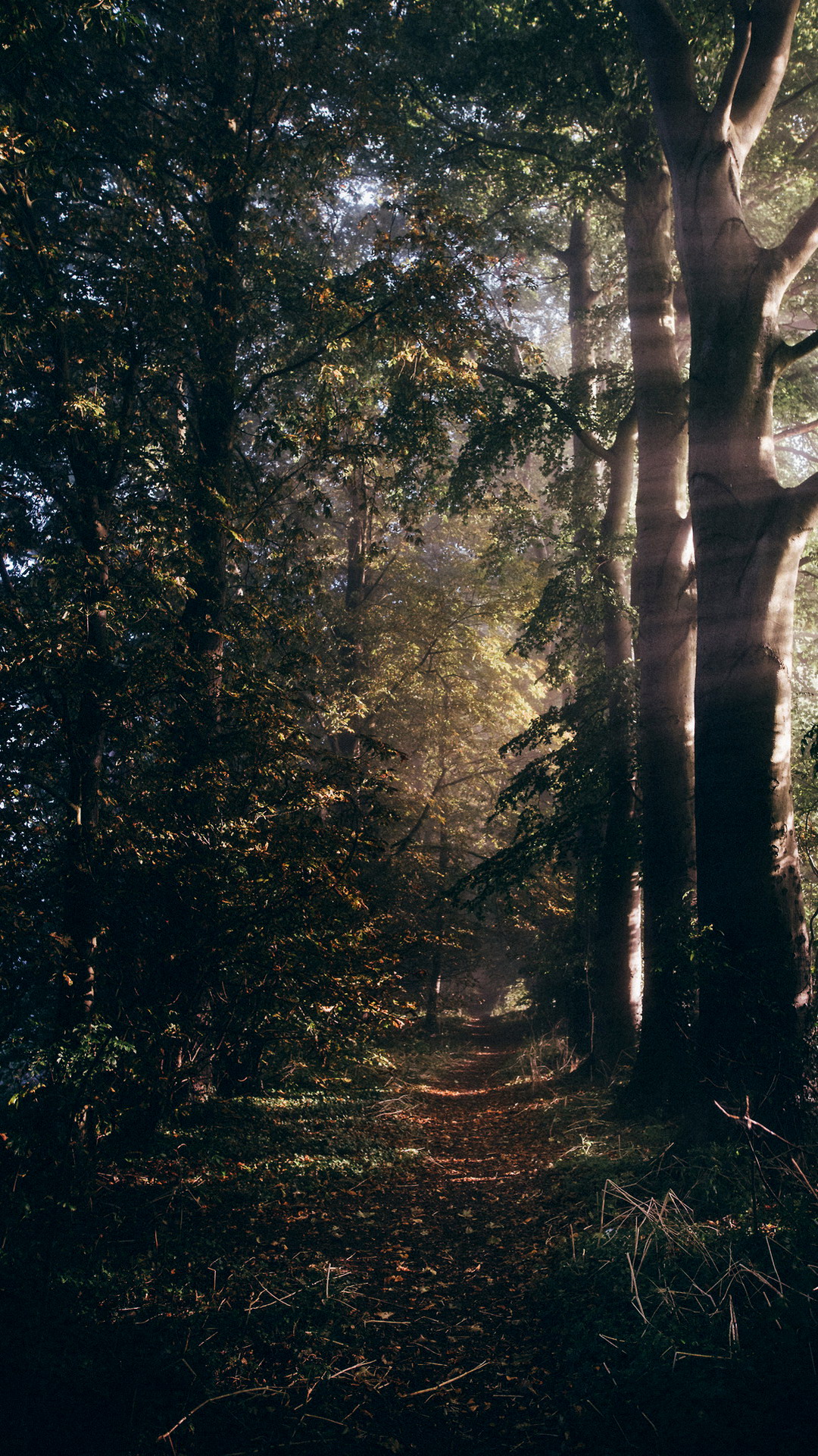 Обои лесистая местность, Damaksnis, лес, природа, дерево в разрешении 1080x1920