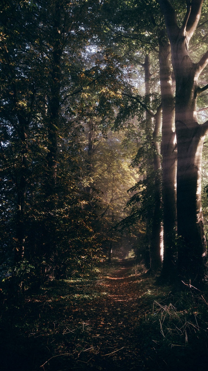 Обои лесистая местность, Damaksnis, лес, природа, дерево в разрешении 720x1280