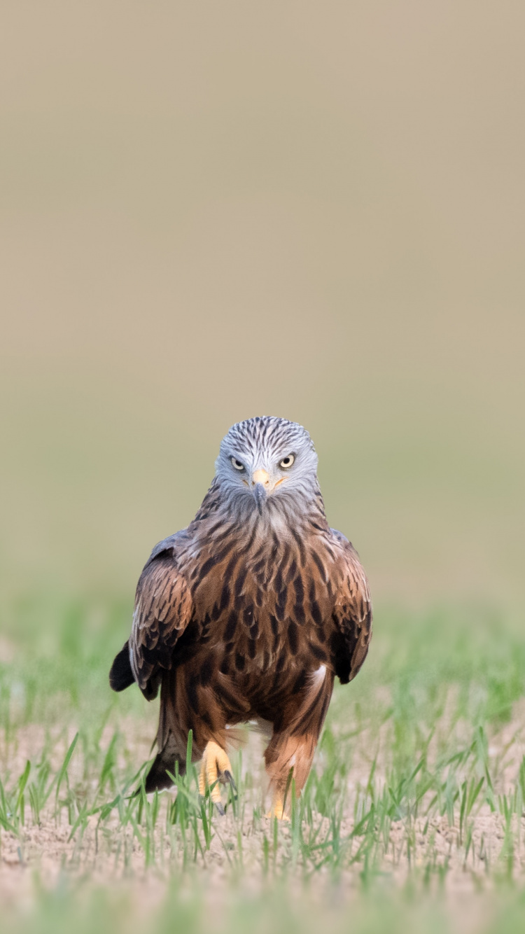 Обои красный коршун, коршун, птица, клюв, хищная птица в разрешении 750x1334