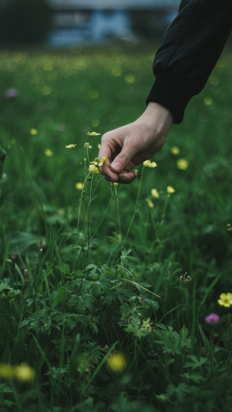 Обои цветок, зеленый, растение, семейство травы, лист в разрешении 750x1334