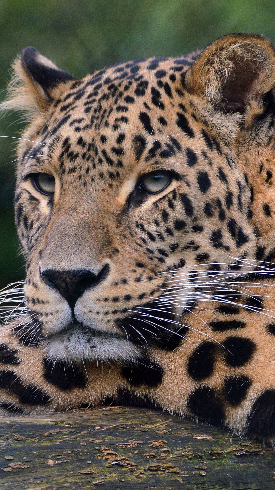 Обои Леопард, Ягуар, наземные животные, живая природа, кошачьих в разрешении 1080x1920