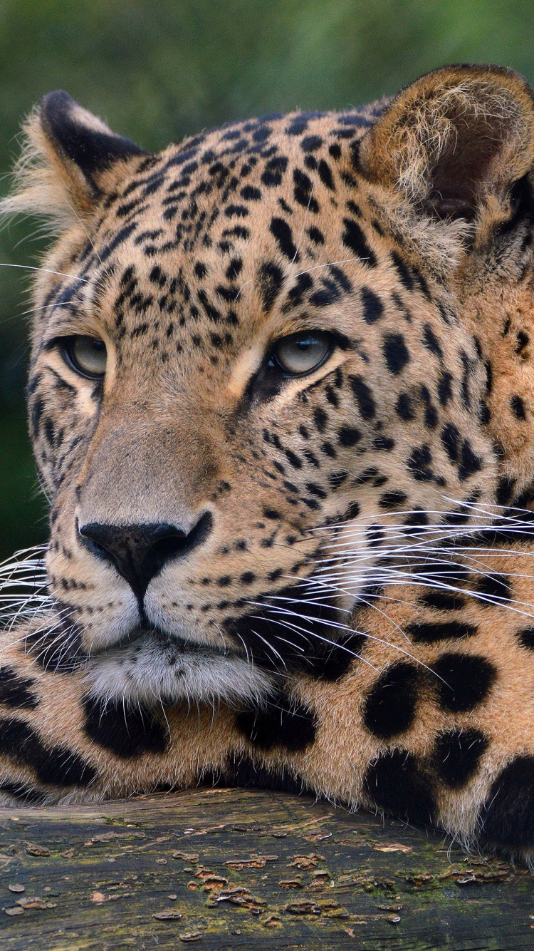 Обои Леопард, Ягуар, наземные животные, живая природа, кошачьих в разрешении 750x1334