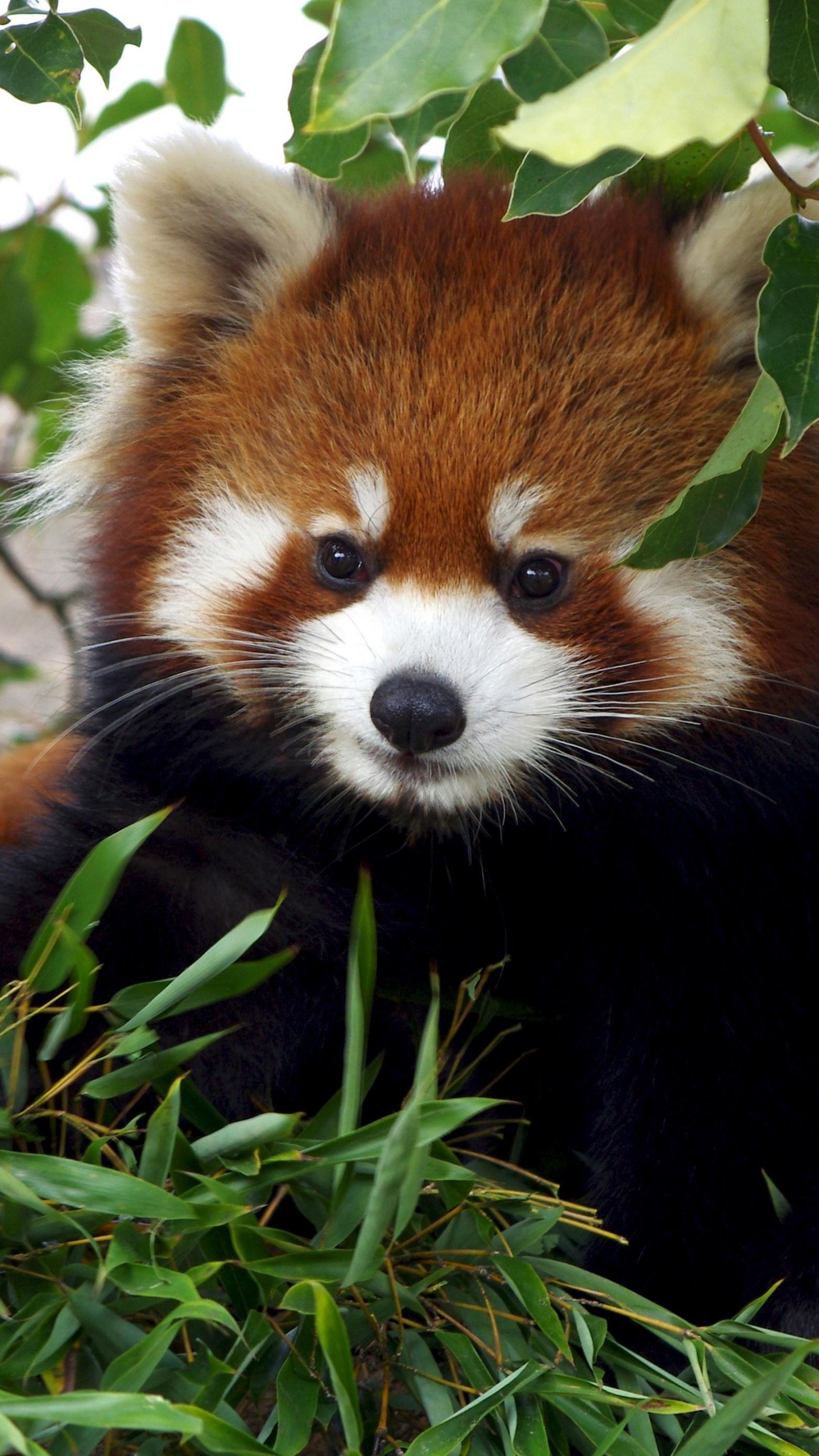 Обои гигантская панда, Красная панда, привлекательность, голова, растение в разрешении 1440x2560
