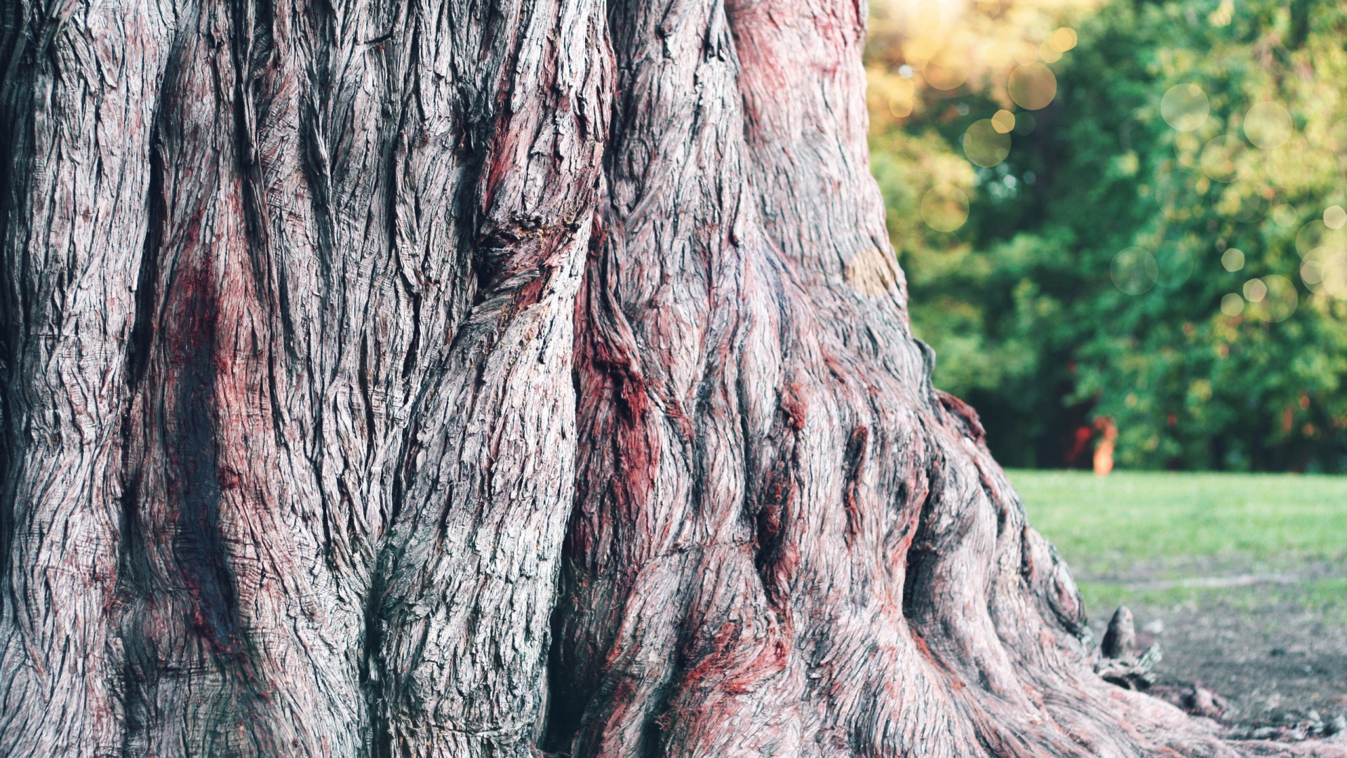 Обои Кора, дерево, древесные растения, ветвь, роща в разрешении 1920x1080