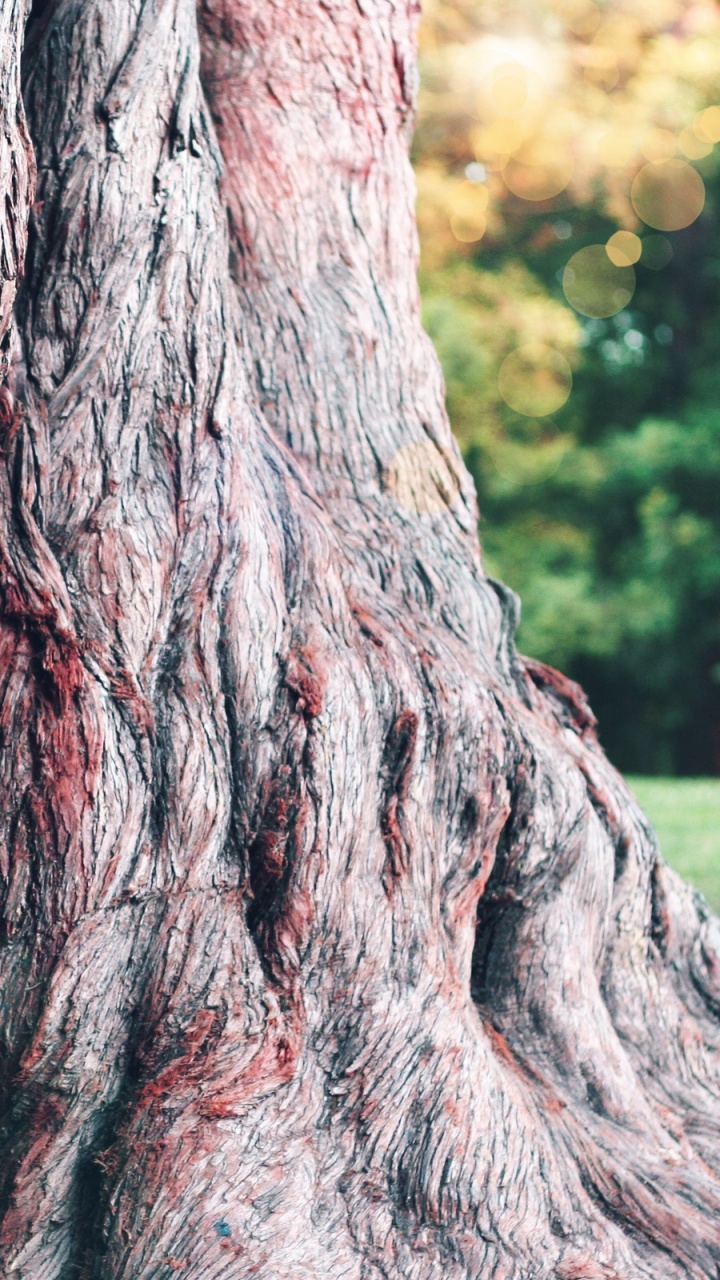 Обои Кора, дерево, древесные растения, ветвь, роща в разрешении 720x1280