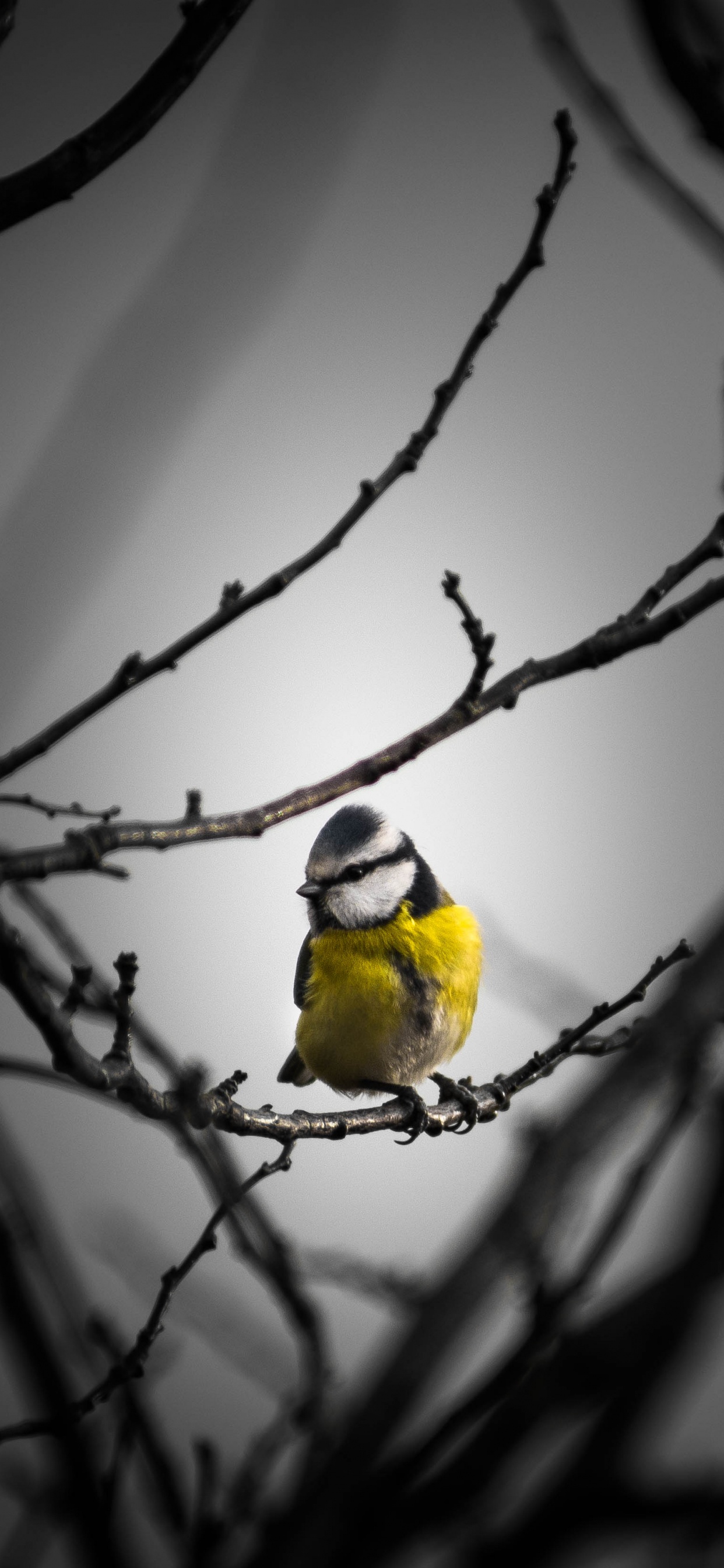 Обои природа, ветвь, птица, прут, желтый в разрешении 1242x2688