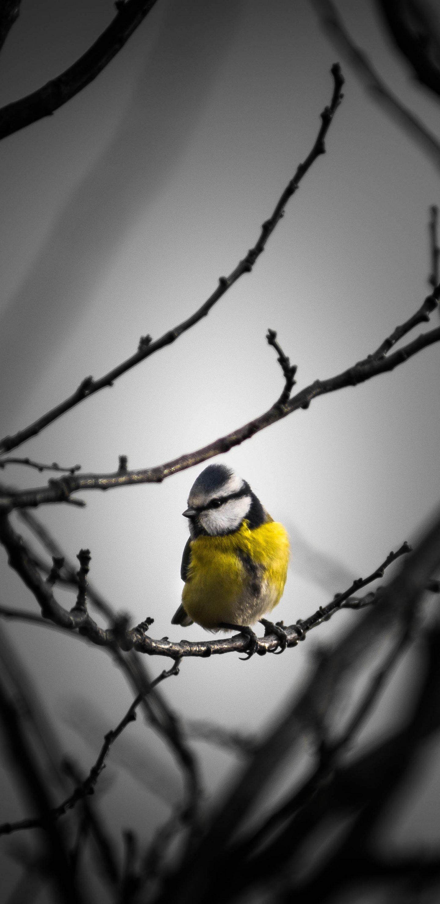 Обои природа, ветвь, птица, прут, желтый в разрешении 1440x2960