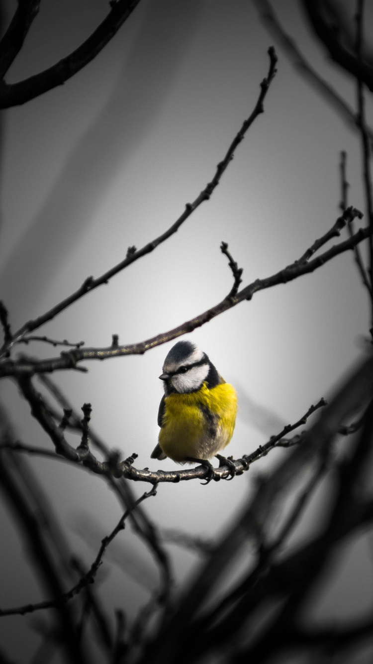 Обои природа, ветвь, птица, прут, желтый в разрешении 750x1334